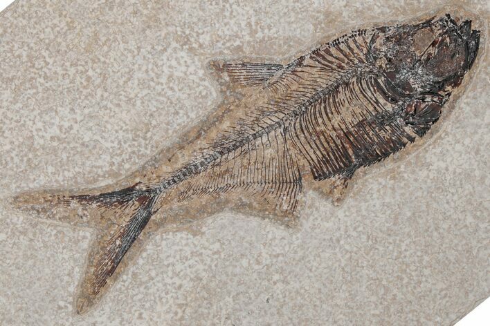 Fossil Fish (Diplomystus) - Green River Formation #214118